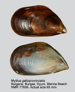 Mytilus galloprovincialis (4)
